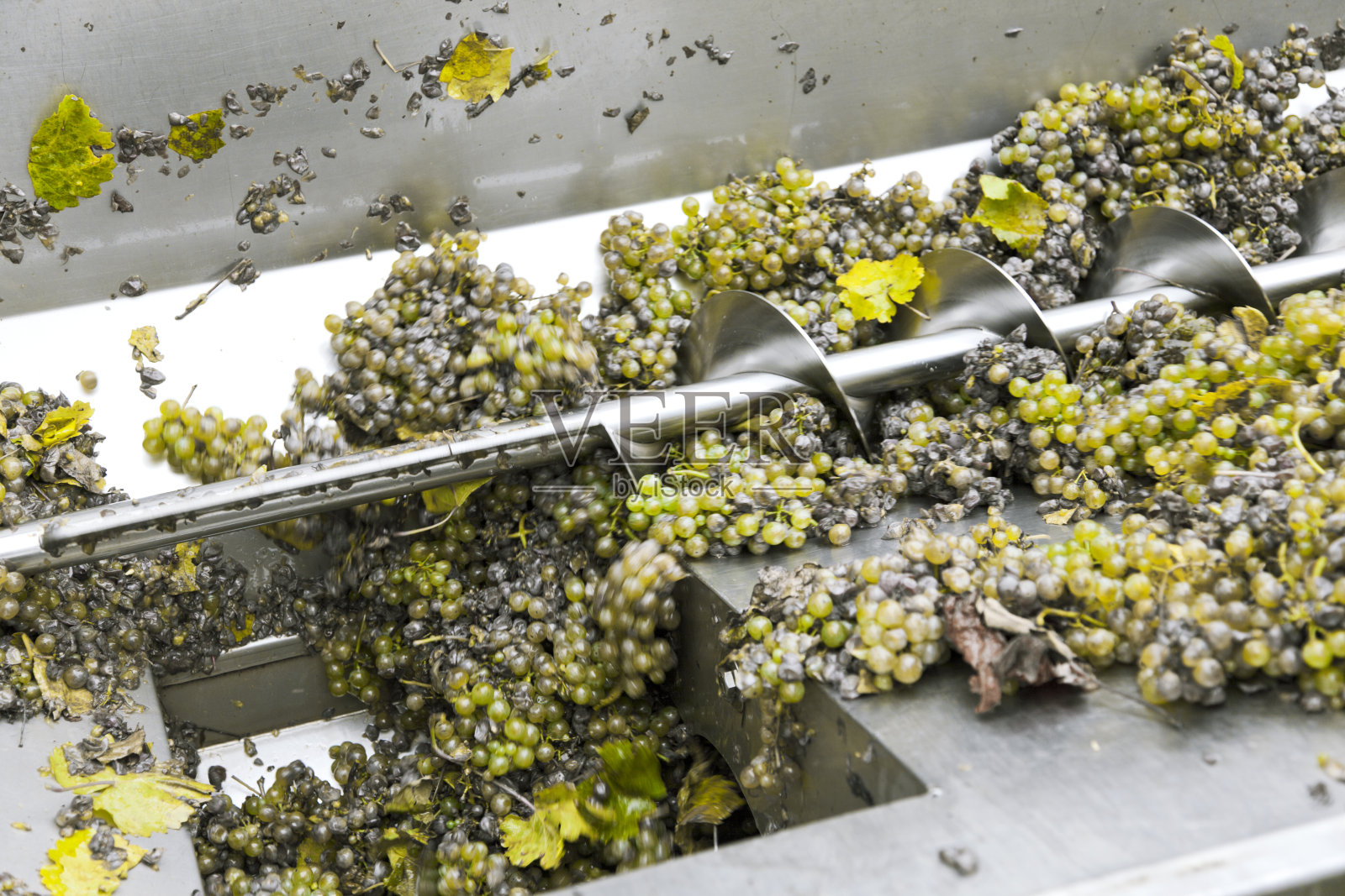 釀酒廠的葡萄酒加工