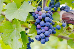 太后 效應(yīng)持續(xù)不減,取景地格里夫斯?fàn)I成韓國(guó)熱門新景點(diǎn) 韓國(guó)旅游資訊 韓游網(wǎng) 韓國(guó)旅游 韓游網(wǎng) 韓國(guó)旅游攻略 韓國(guó)旅行門戶網(wǎng)站